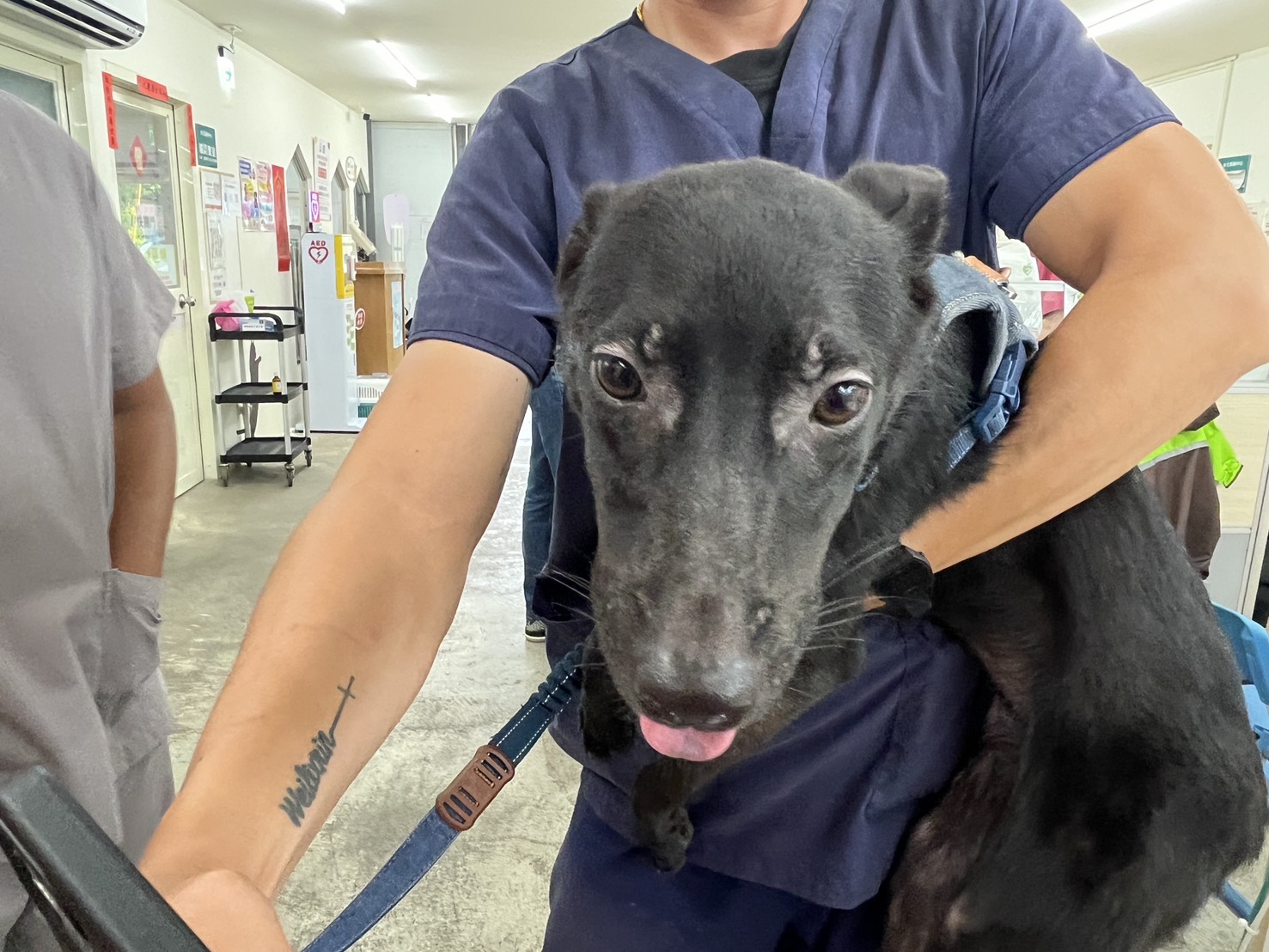 Black young female mixed-breed dog, Medium, shelter no. …0503