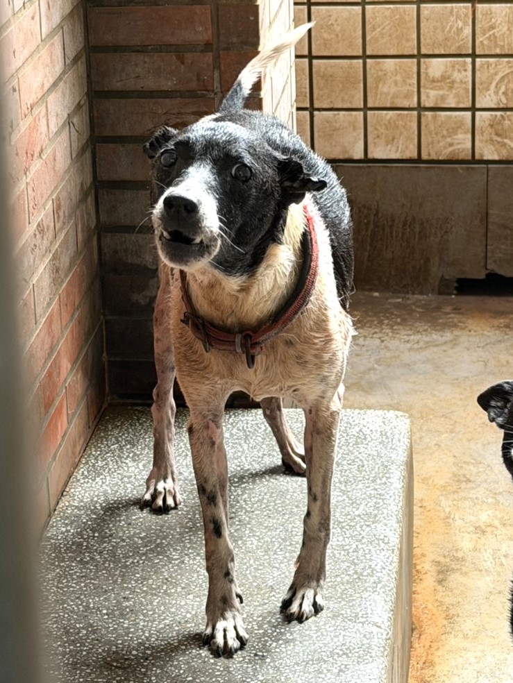 ミックス犬(オス・成犬・黒と白)、大型, 施設番号 …1158. 顔のアップです。
