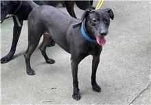 Black young female mixed-breed dog, Small, shelter no. …2105