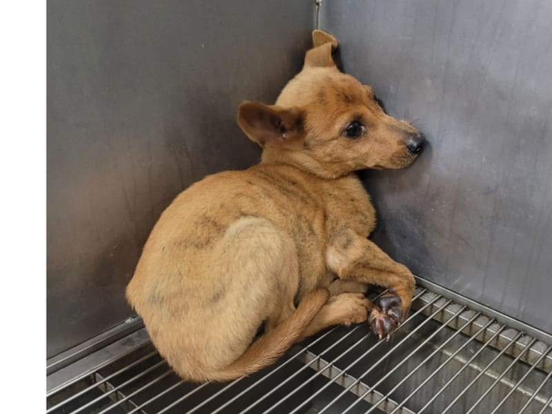 ミックス犬(若い・茶)、小型, 施設番号 …7013. 全身です。