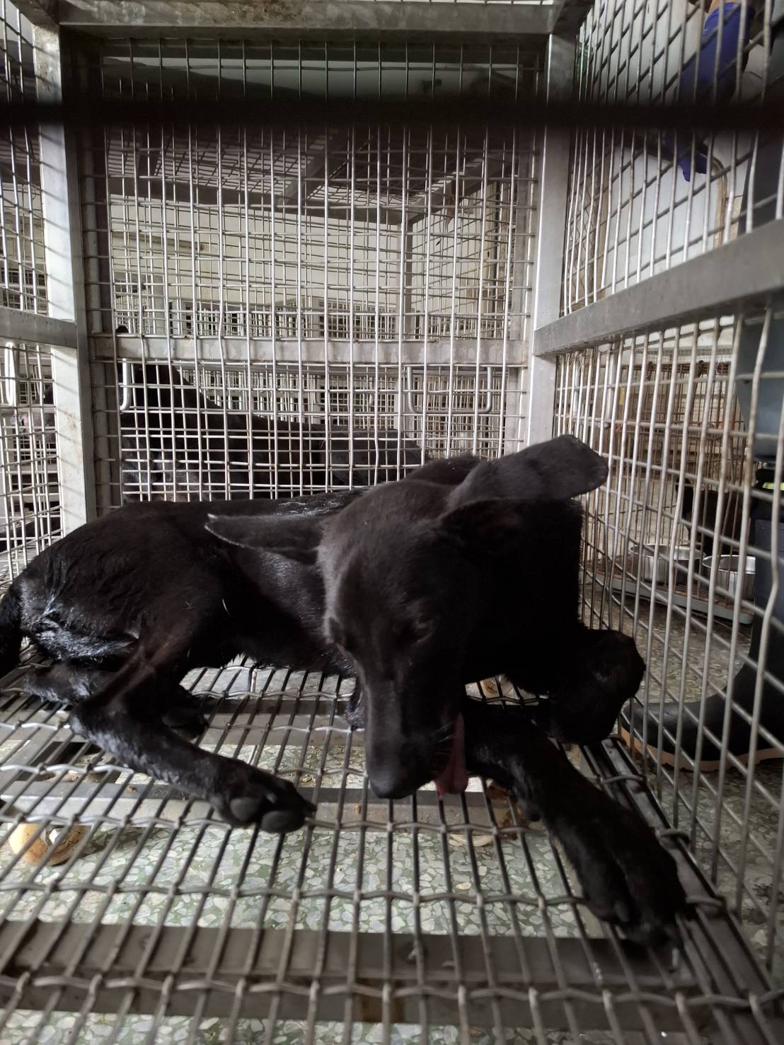 ミックス犬（メス・成犬・黒）、大型, 施設番号 …3-07. 顔のアップです。