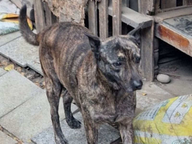 黑黄色成年公混种犬,大型, 收容编号 …017D. 脸部特写。