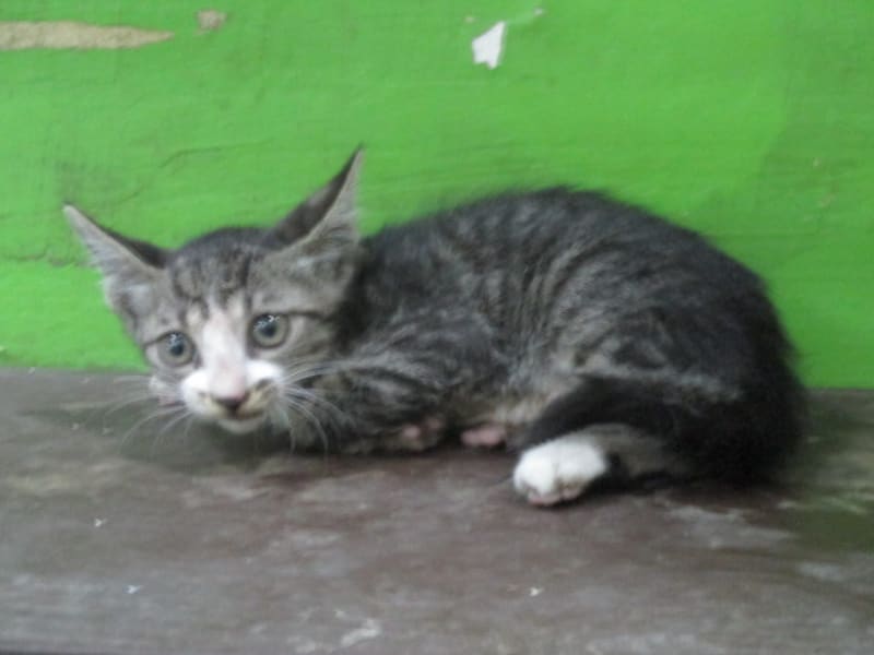 Chatte croisée femelle jeune (tigré), Petit, refuge n° …25C1. Tout l'animal.