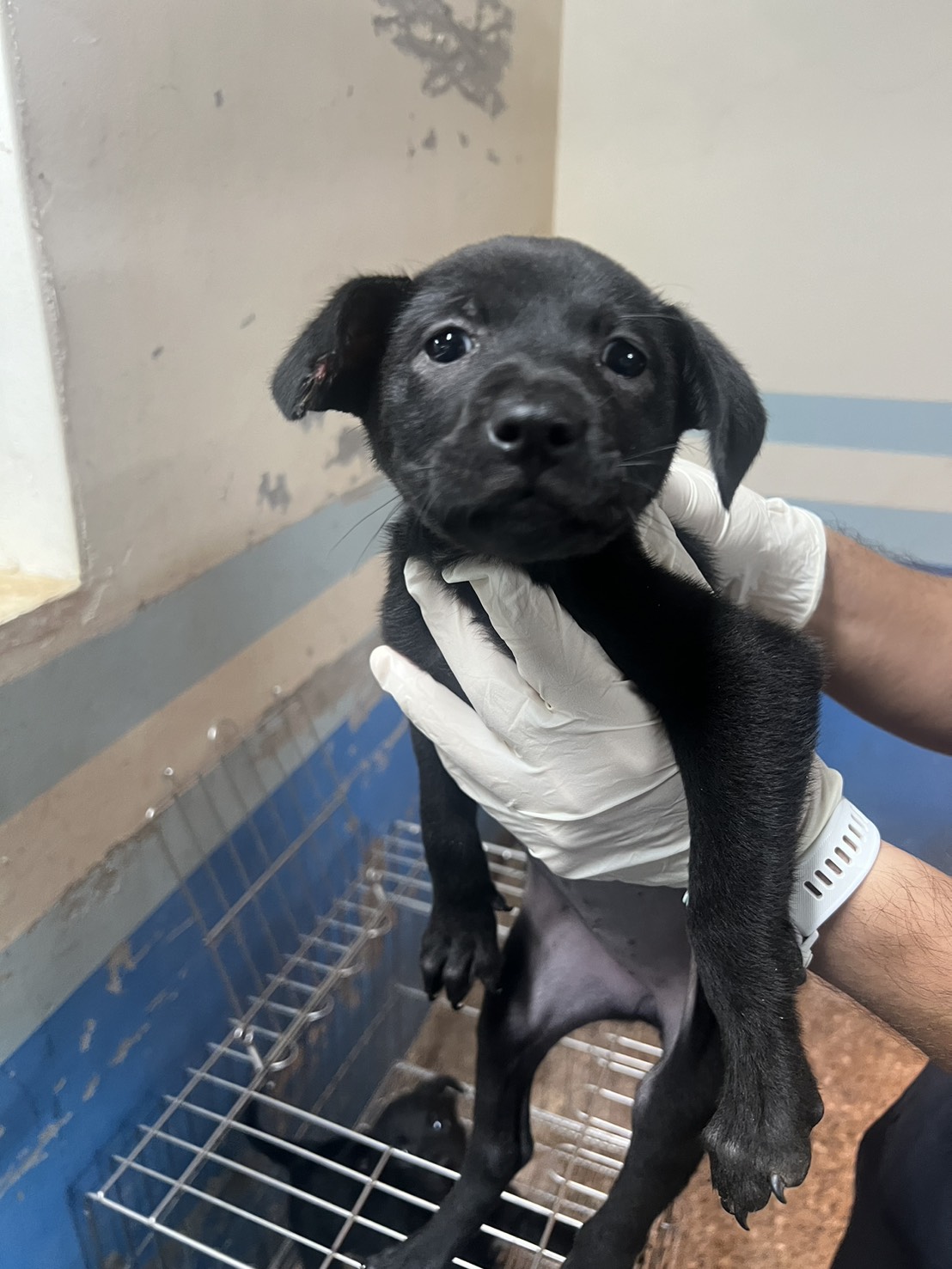 Perra mestiza hembra joven (negro), Pequeño, refugio n.º …1010. Más cerca de la cara.