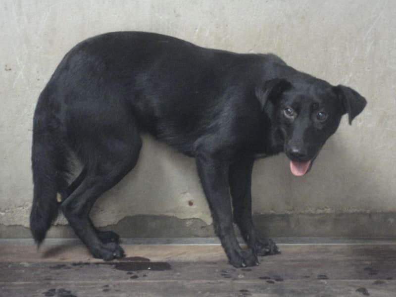 ミックス犬（メス・成犬・黒）、中型, 施設番号 …1104. 全身です。