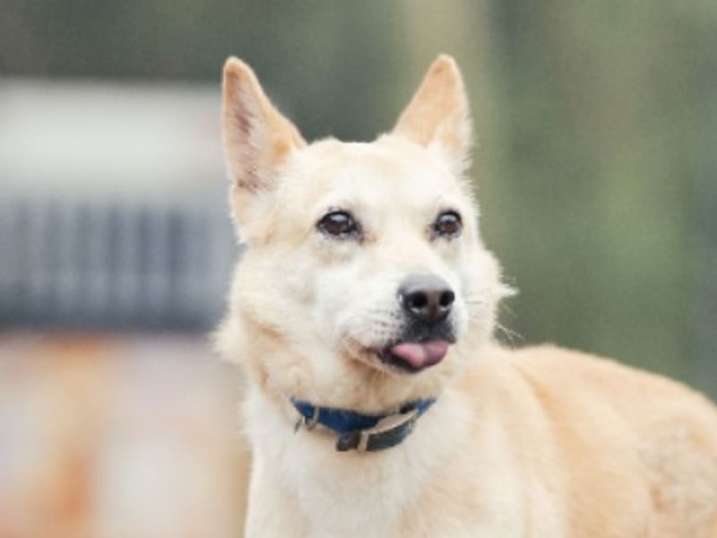 Perro mestizo macho adulto (canela y blanco), Mediano, refugio n.º …4001. Más cerca de la cara.