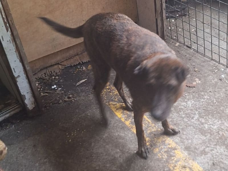 ミックス犬(メス・成犬・トラ)、大型, 施設番号 …095D. 全身です。