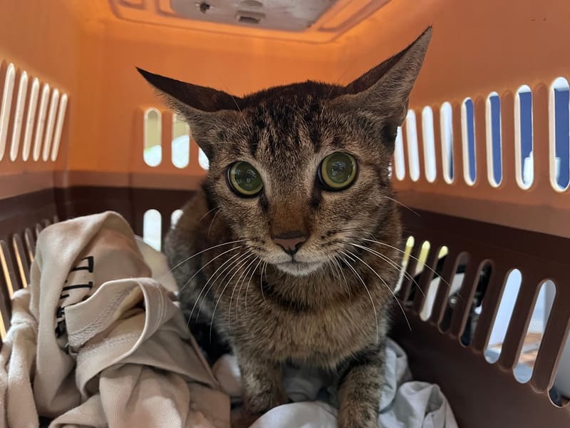 Black tabby adult female mixed-breed cat, Medium, shelter no. …7015. Closer on the face.