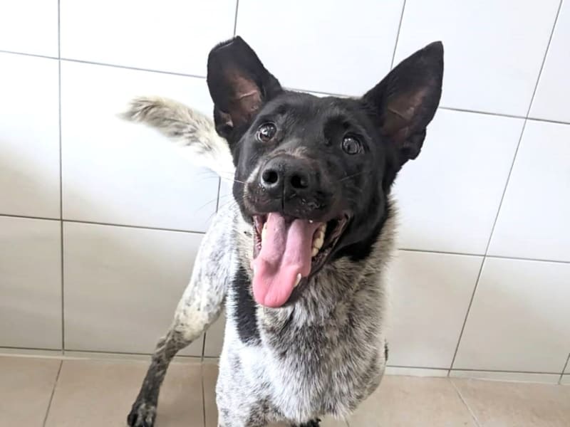 Perra mestiza hembra adulta (negro y blanco), Mediano, refugio n.º …1008. Más cerca de la cara.