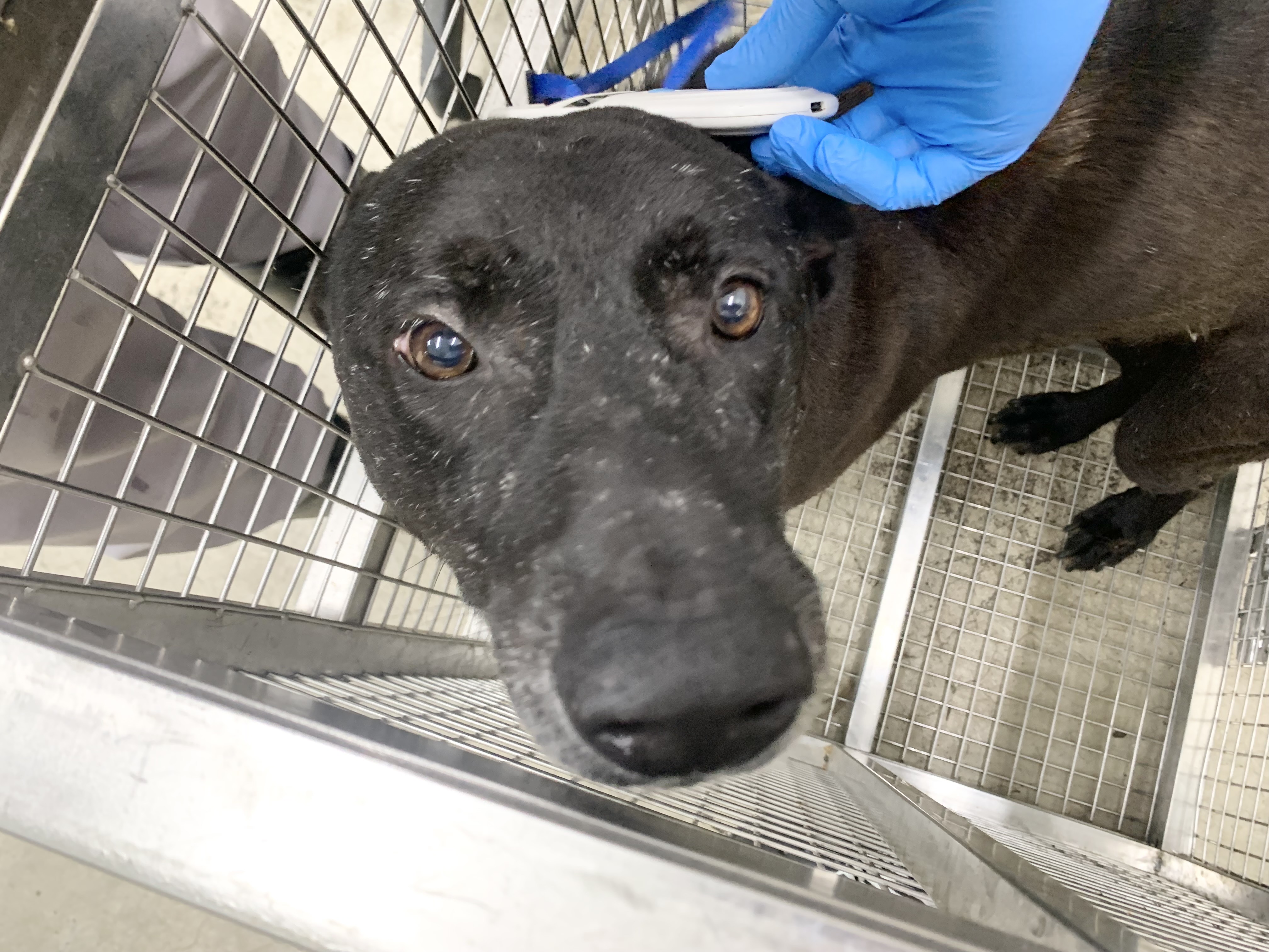 Black adult male mixed-breed dog, Medium, shelter no. …1304