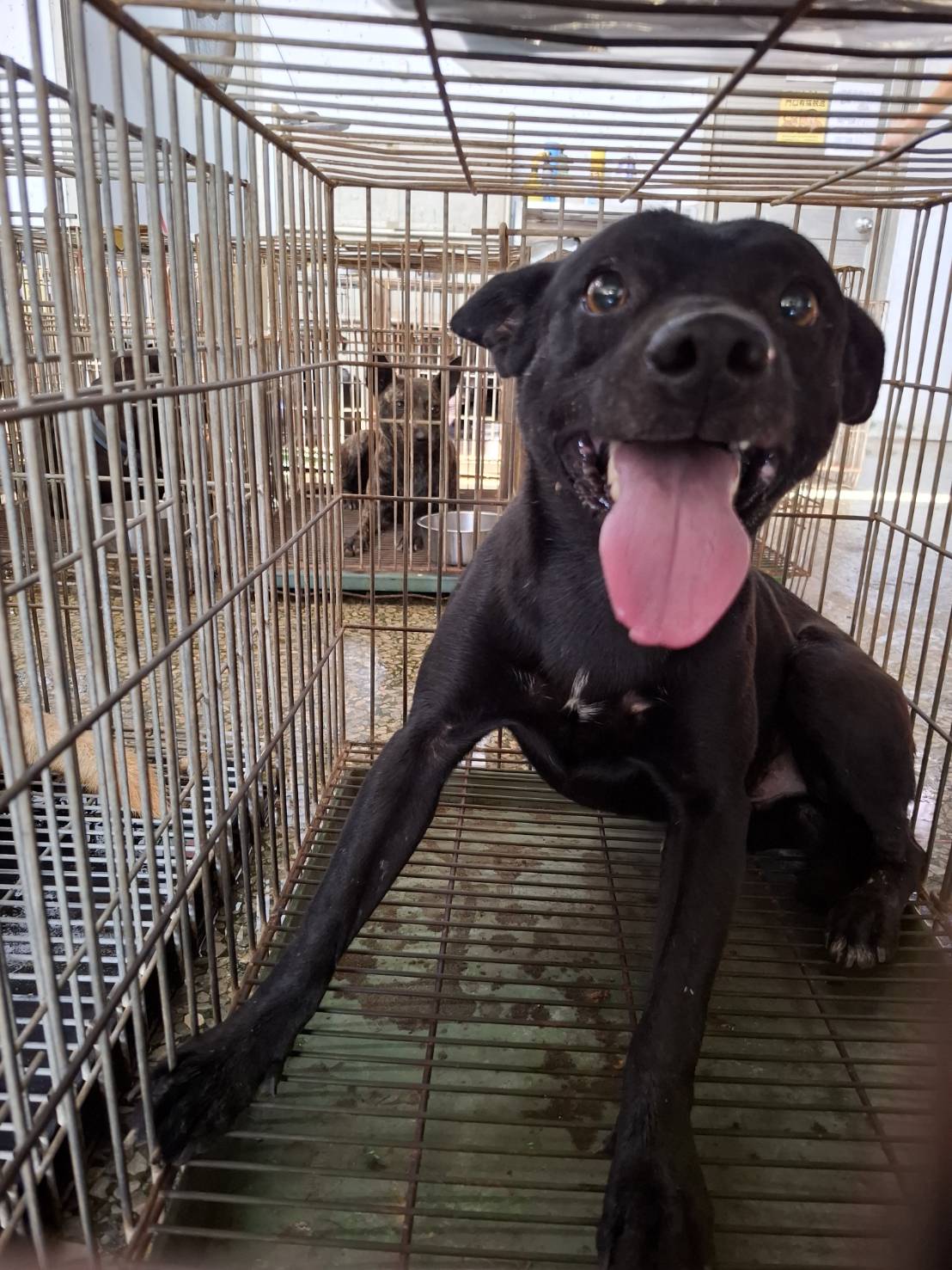 Chó lai (Đực, Trưởng thành, đen), Vừa, số trại …6-02. Cận cảnh khuôn mặt.