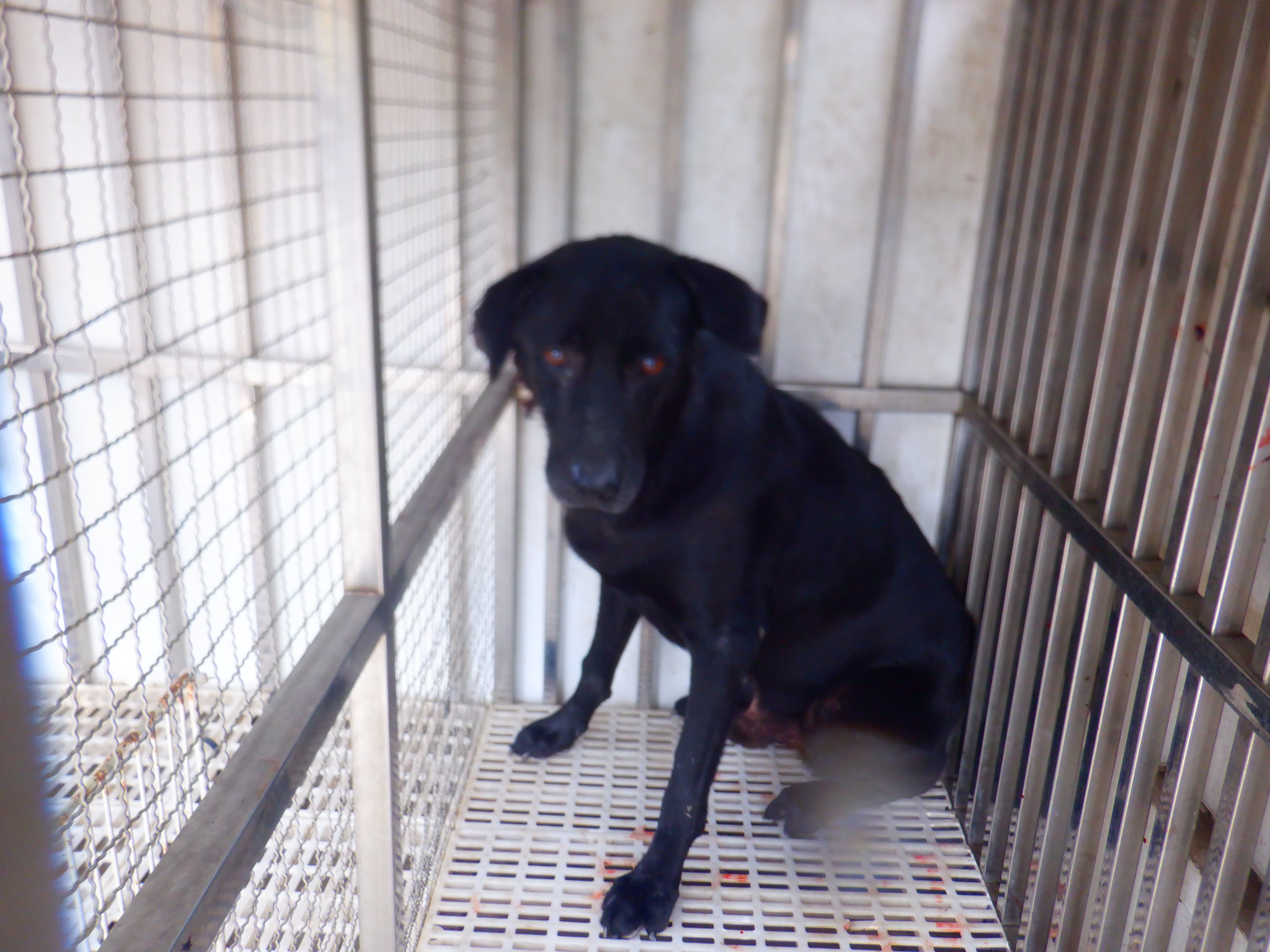 Black adult male mixed-breed dog, Medium, shelter no. …2523