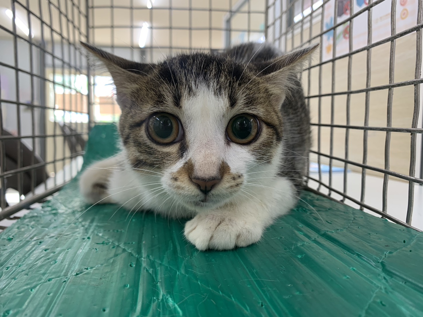 Gata mestiza hembra adulta (atigrado y blanco), Mediano, refugio n.º …1005. Más cerca de la cara.
