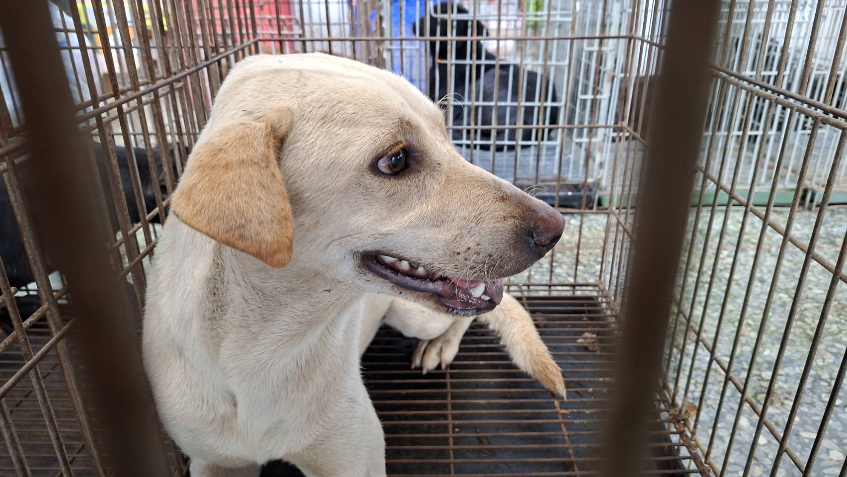 Perro mestizo macho adulto (blanco), Mediano, refugio n.º …7-05. Todo el animal.