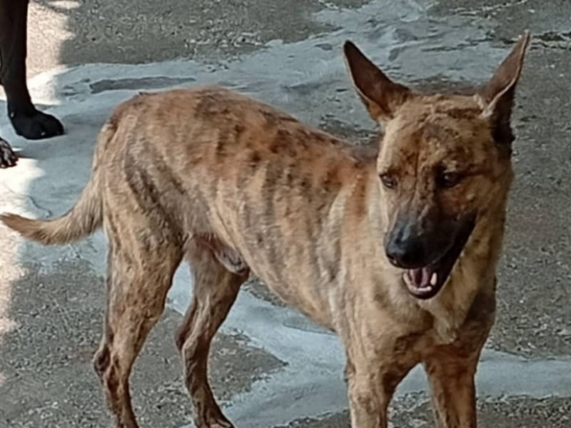 Chien croisé mâle adulte (tigré), Grand, refuge n° …006D. Plus près du visage.
