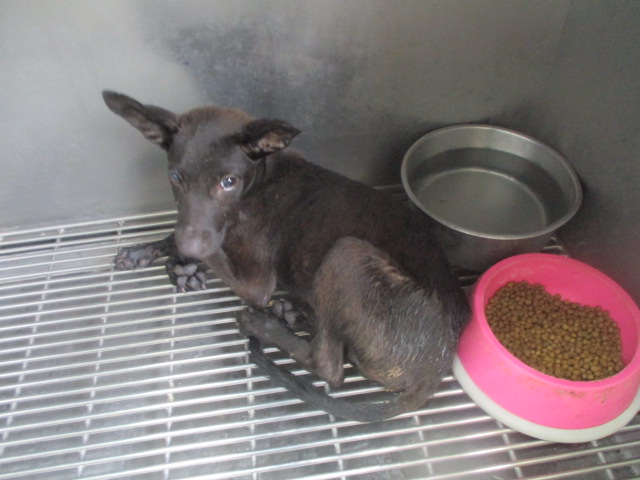 Perro mestizo macho joven (negro), Pequeño, refugio n.º …4Q10. Todo el animal.