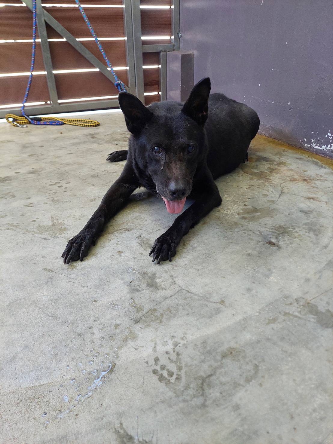 Perro mestizo macho adulto (negro), Mediano, refugio n.º …6001