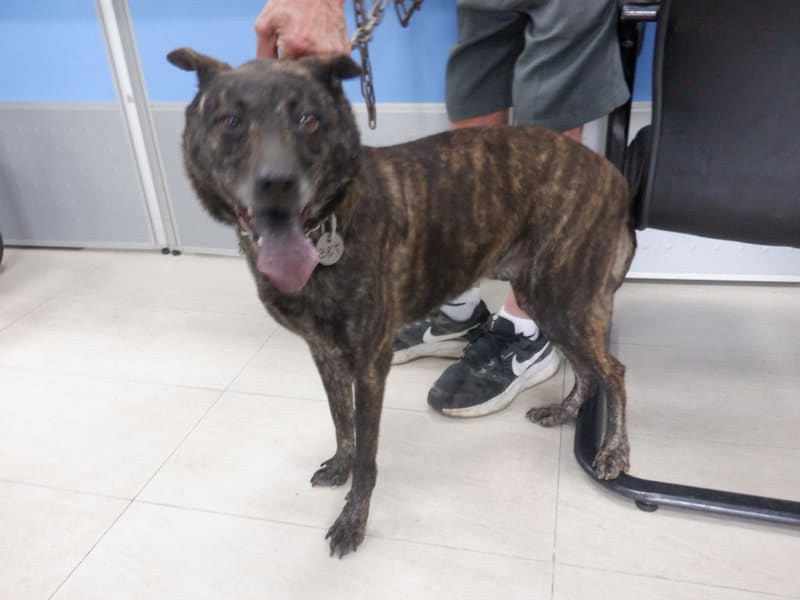 Tabby adult female mixed-breed dog, Medium, shelter no. …9735. The whole animal.