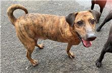 ミックス犬(オス・成犬・トラ)、中型, 施設番号 …0902