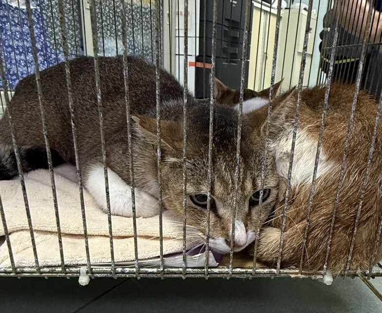 ミックス猫(メス・成猫・トラと白)、中型, 施設番号 …5-04. 顔のアップです。