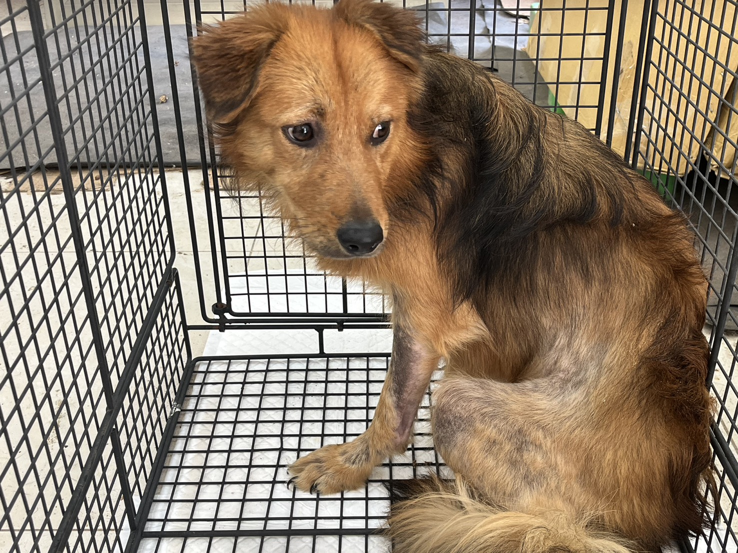 Chien croisé mâle adulte, Moyen, refuge n° …0D02. Plus près du visage.