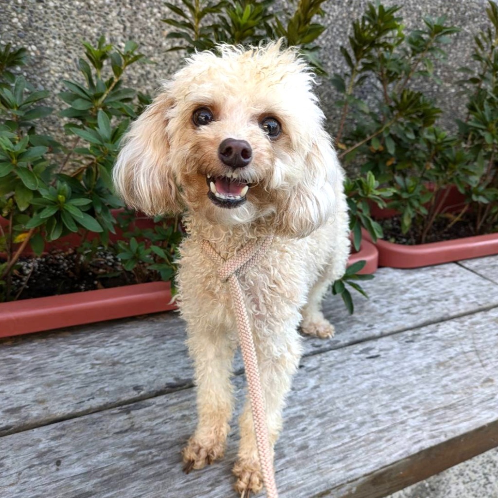 Caniche hembra adulta (crema), Pequeño, refugio n.º …3001. Más cerca de la cara.