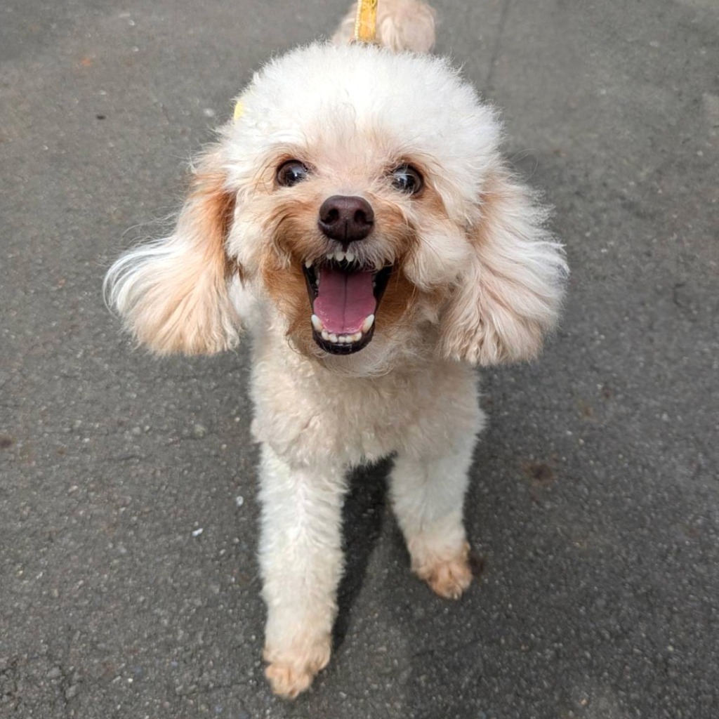 Caniche femelle adulte (crème), Petit, refuge n° …3001. Plus près du visage.