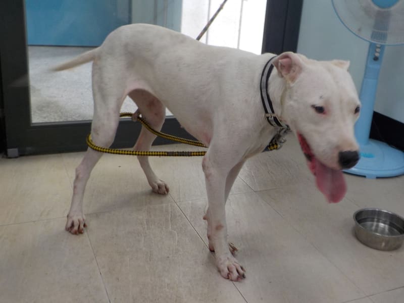 White adult female mixed-breed dog, Medium, shelter no. …6800. The whole animal.