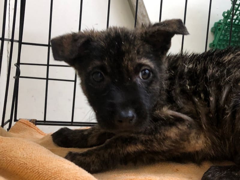 ミックス犬(オス・若い・トラ)、小型, 施設番号 …2111. 顔のアップです。