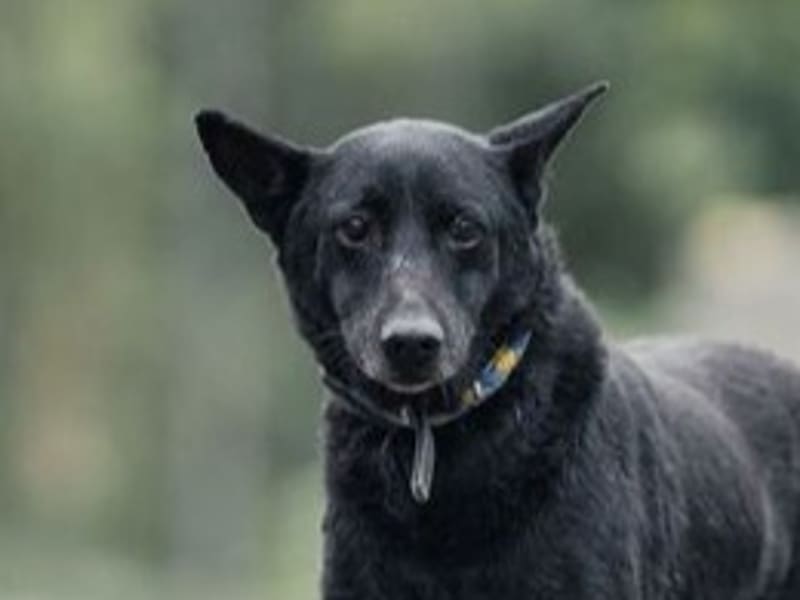 ミックス犬(オス・成犬・黒)、中型, 施設番号 …1310. 顔のアップです。