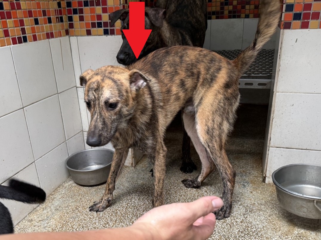 Perro mestizo macho adulto (atigrado), Pequeño, refugio n.º …14-1. Más cerca de la cara.