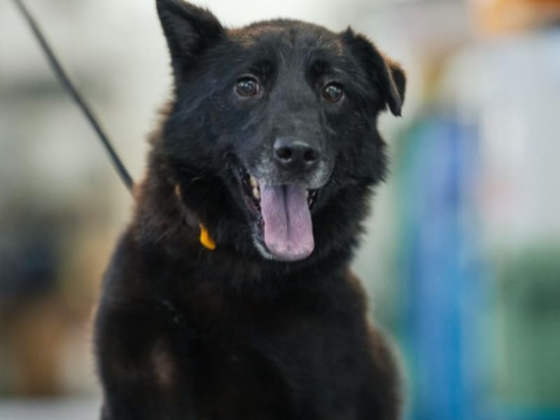 Chien croisé mâle adulte (noir), Moyen, refuge n° …3003. Plus près du visage.