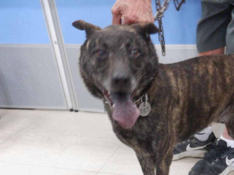 Tabby adult female mixed-breed dog, Medium, shelter no. …9735. Closer on the face.