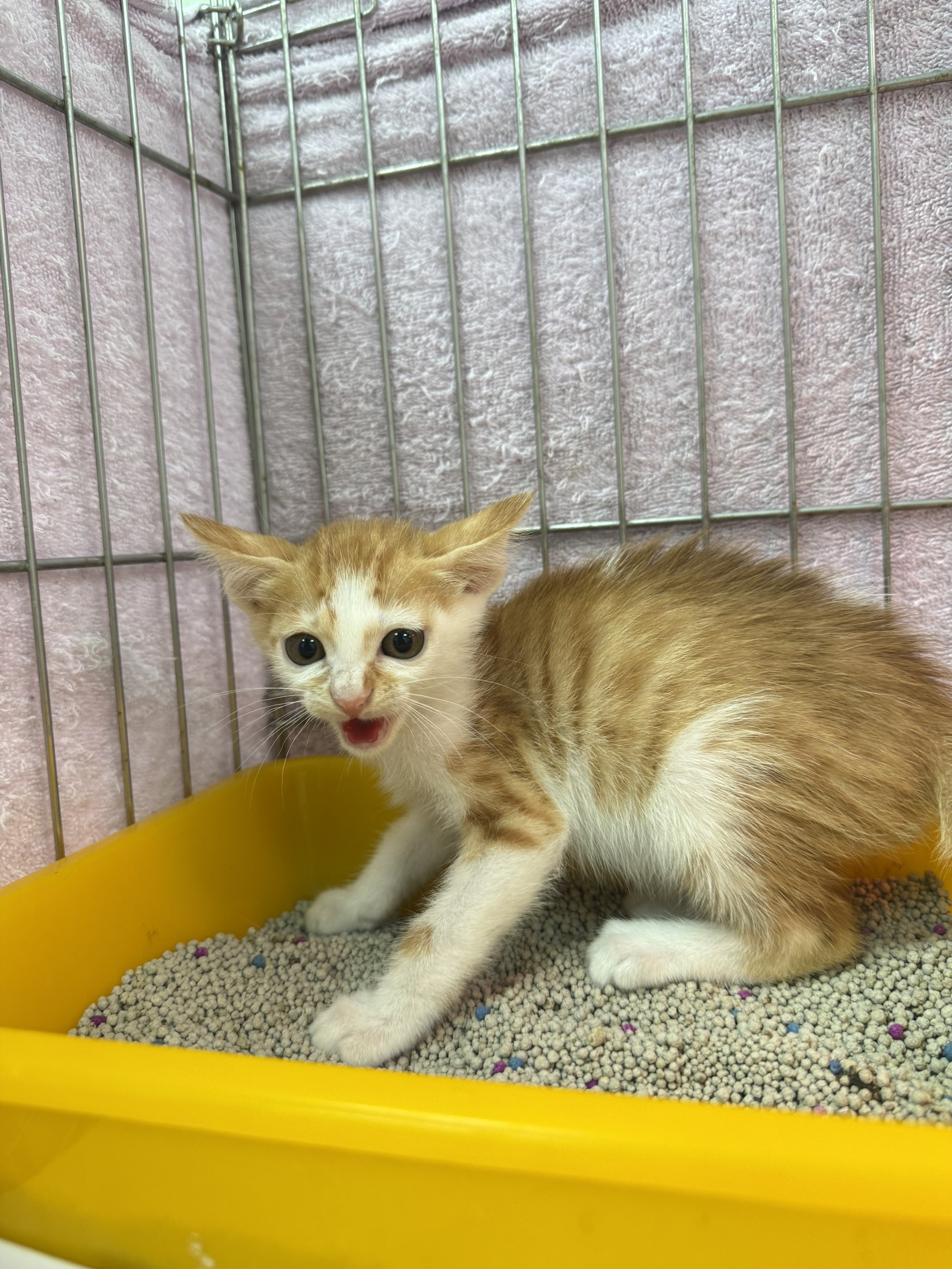 Pusang halo ang lahi (Lalaki, Bata, dilaw at puti), Maliit, blg. ng shelter …9002. Ang buong hayop.