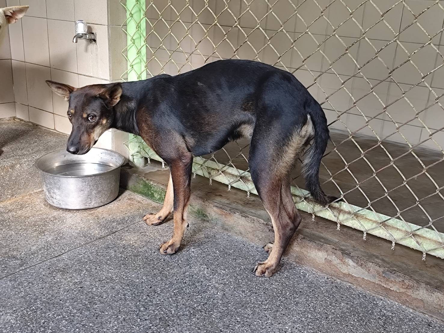 黑色成年母混种犬,大型, 收容编号 …2106. 完整的宠物。