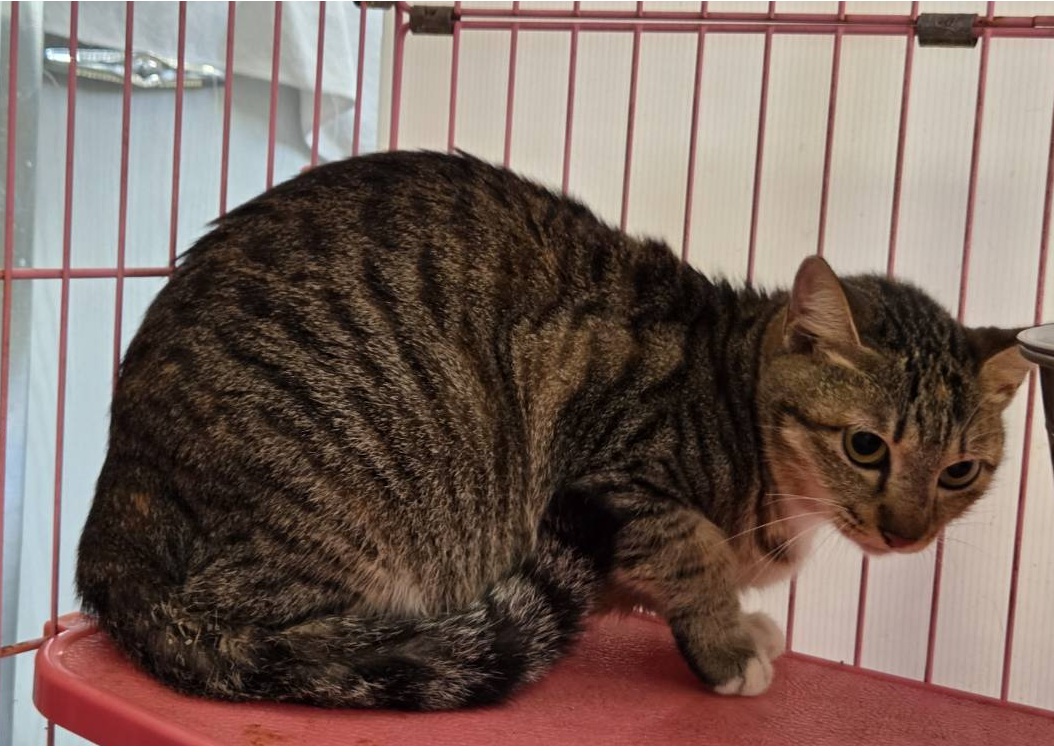 Tabby adult female mixed-breed cat, Medium, shelter no. …0403