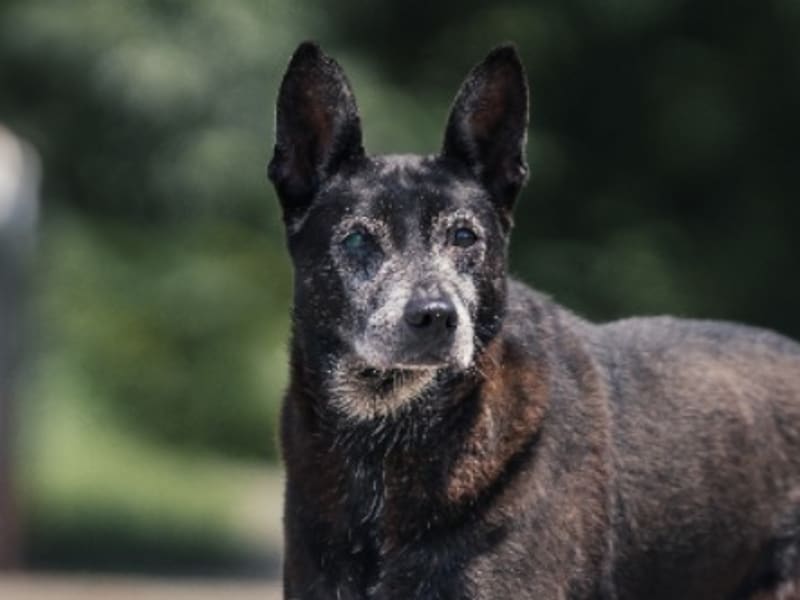 Chienne croisée femelle adulte (noir), Moyen, refuge n° …2507. Plus près du visage.