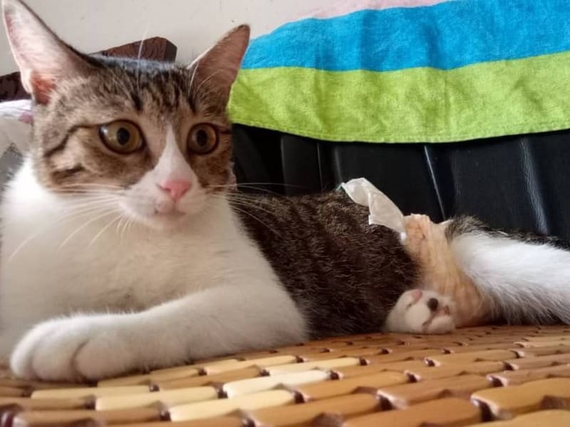 ミックス猫(メス・成猫・トラと白)、中型, 施設番号 …9002. 全身です。