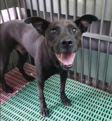 Black adult male mixed-breed dog, Medium, shelter no. …7001