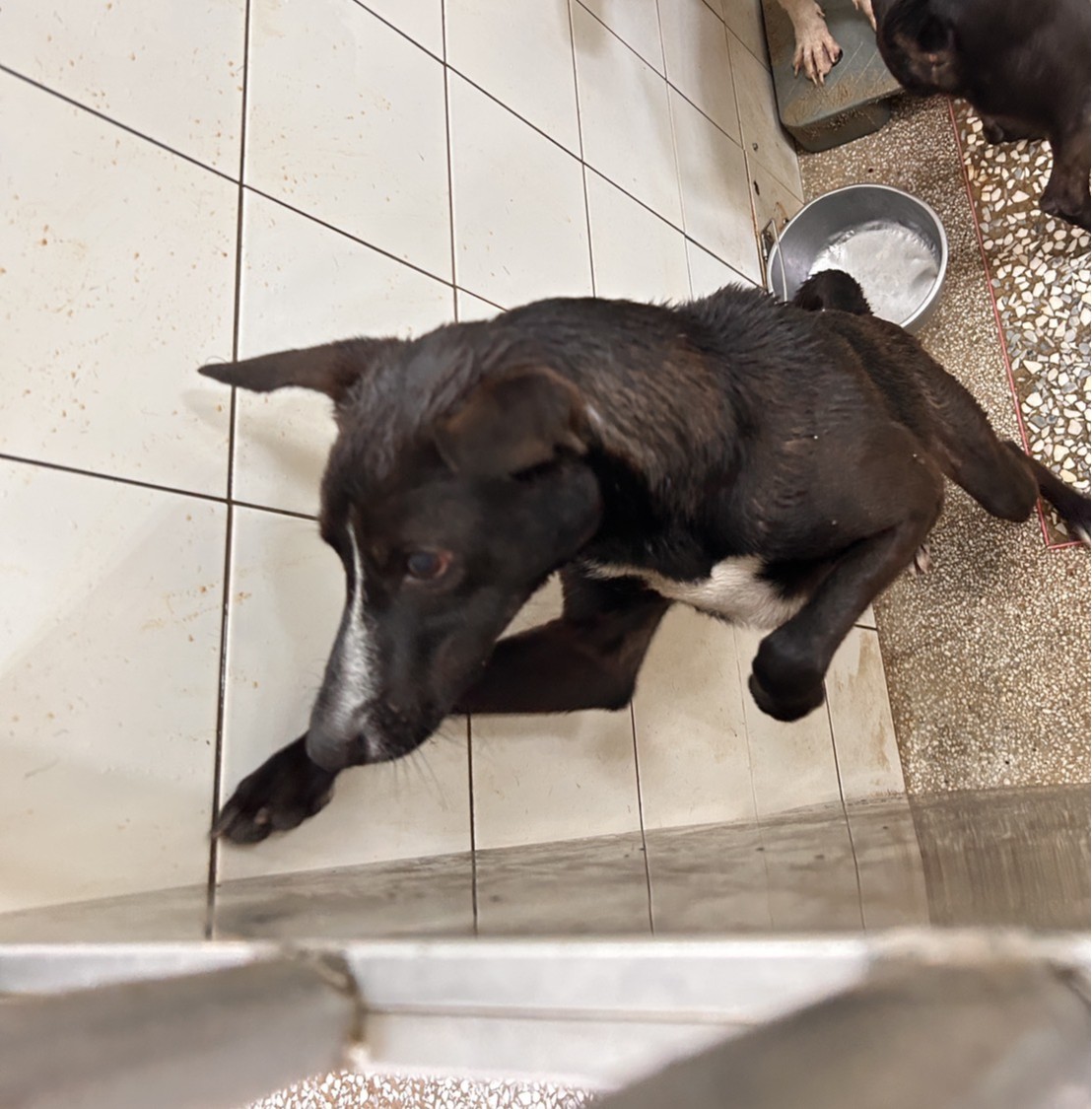 Chien croisé mâle adulte (noir), Grand, refuge n° …20A1
