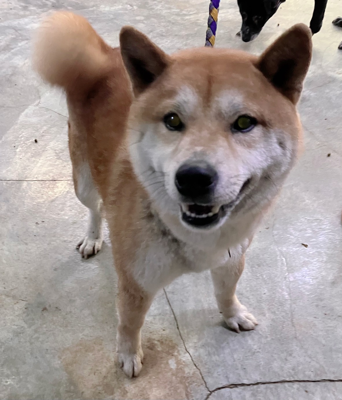 Tan adult male Shiba Inu, Small, shelter no. …5003