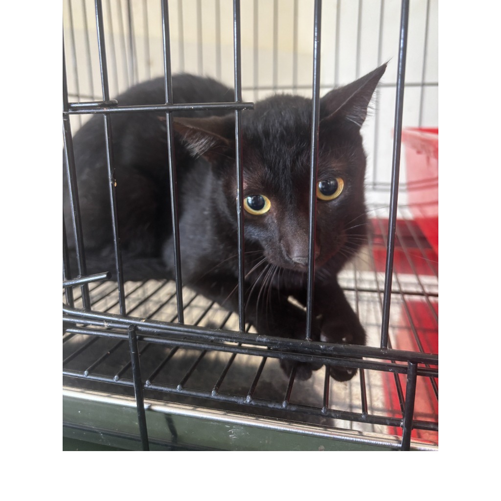 Gato mestizo macho adulto (negro), Mediano, refugio n.º …0001. Más cerca de la cara.