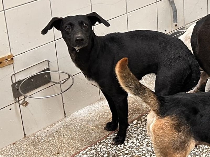 Black adult female mixed-breed dog, Large, shelter no. …5A25