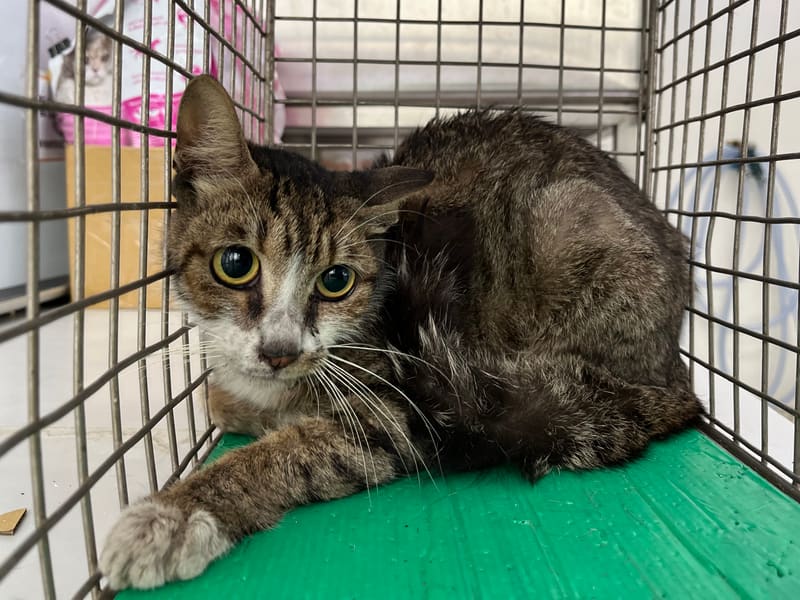 ミックス猫(メス・成猫・トラと白)、中型, 施設番号 …1501. 全身です。