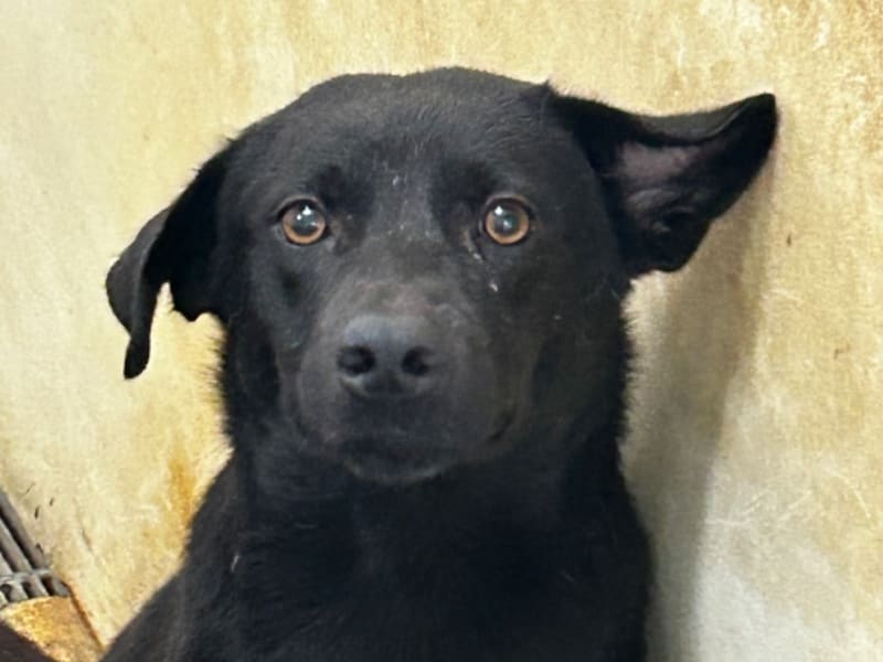 ミックス犬（オス・成犬・黒と白）、大型, 施設番号 …4011. 顔のアップです。