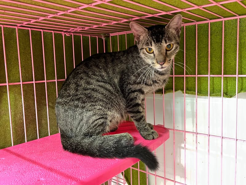 Gata mestiza hembra adulta (atigrado), Mediano, refugio n.º …2104. Todo el animal.