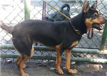 ミックス犬(オス・成犬・黒とこげ茶)、中型, 施設番号 …1605