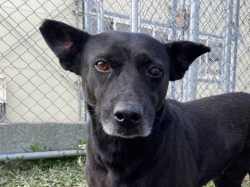 Perra mestiza hembra adulta (negro), Mediano, refugio n.º …2603. Más cerca de la cara.