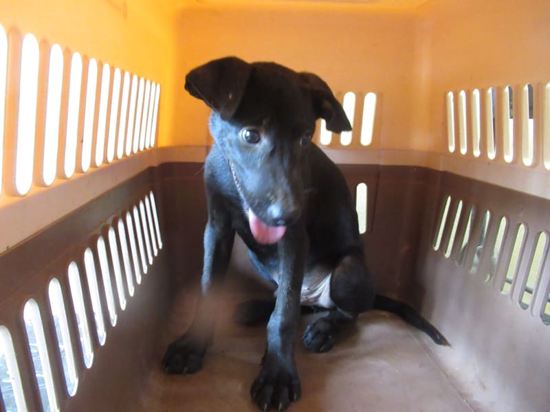 Perro mestizo macho joven (negro), Pequeño, refugio n.º …5001. Todo el animal.