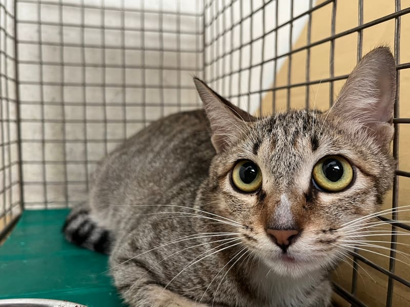 Tabby-and-white adult female mixed-breed cat, Medium, shelter no. …2110. The whole animal.
